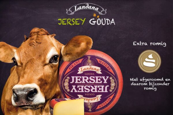 Landana Jersey Gouda PIKANT